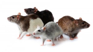 Чем кормить крысу