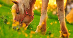 Чем кормить лошадь - правильное и здоровое питание