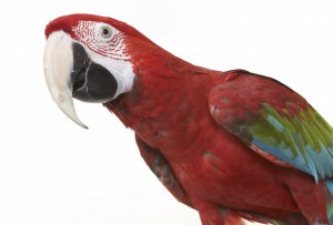 Научить попугая разговаривать за 5 минут