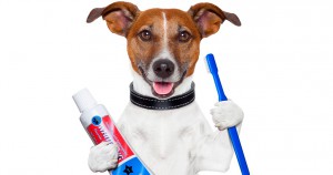 Как правильно чистить зубы собаке - правила и средства чистки