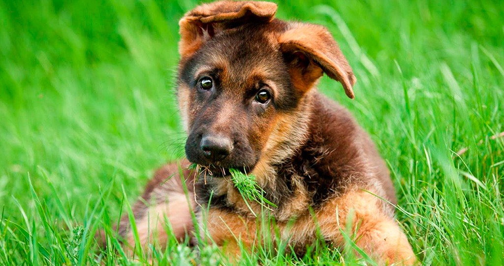 Как правильно кормить щенка немецкой овчарки - советы по кормлению