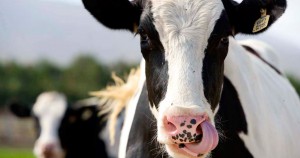 Кетоз у коров - причины, симптомы и лечение болезни