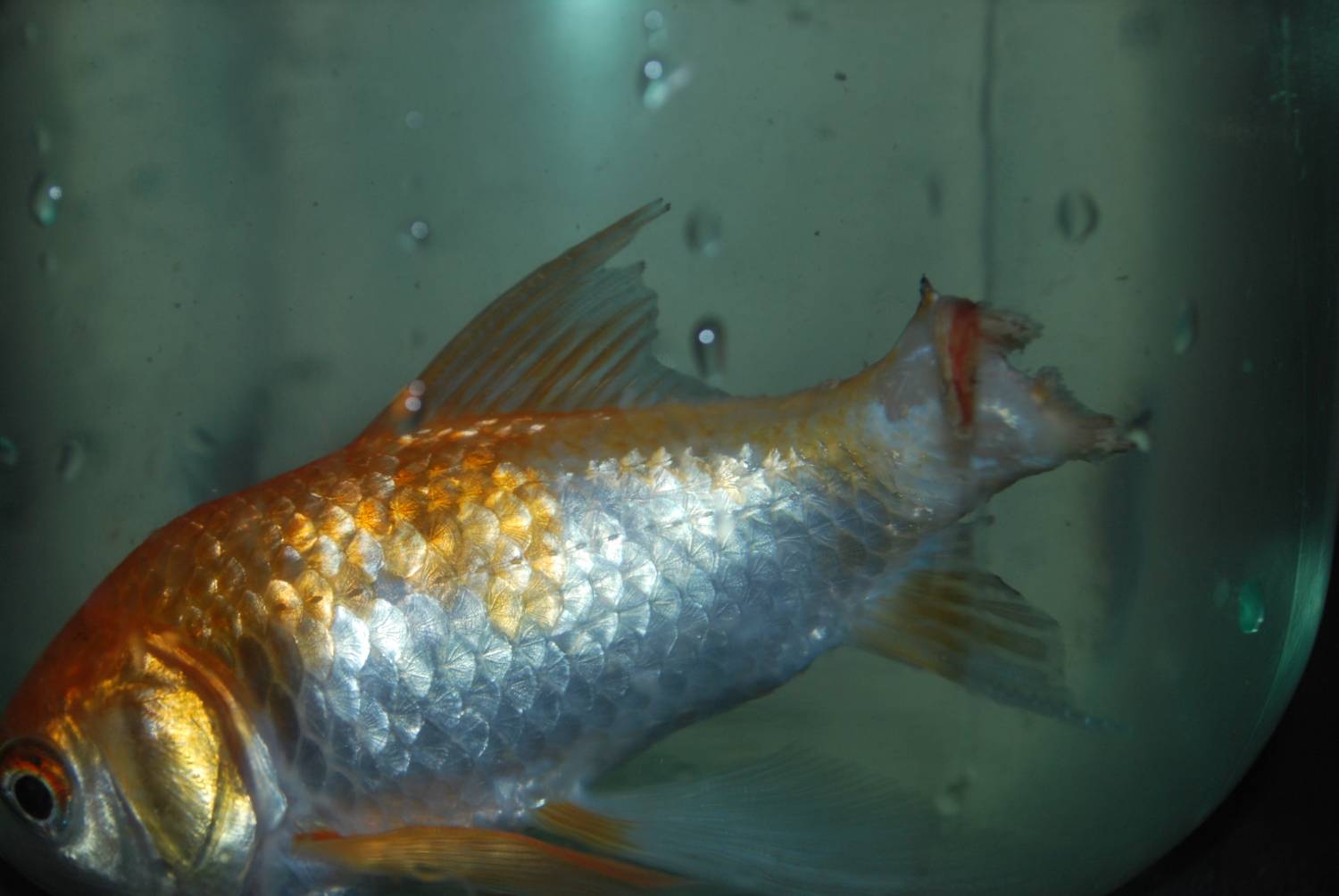 Болезни петушка аквариумной рыбки фото и лечение