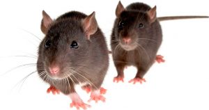 Почему чихает крыса - причины и лечение