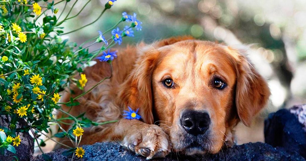 Клещи у собак - признаки, лечение, профилактика клещей