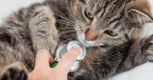 Панкреатит у кошек - признаки, лечение, профилактика панкреатита