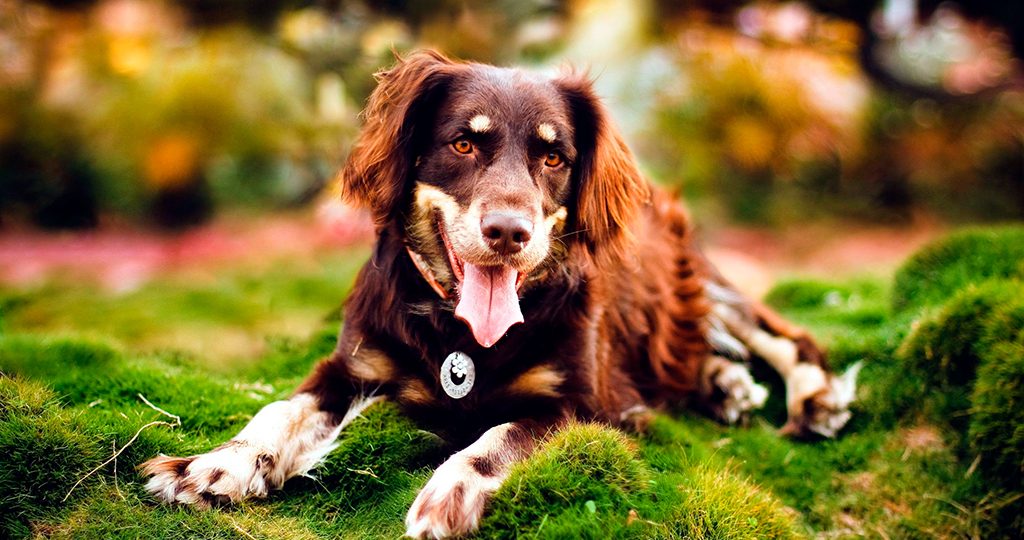 Дисплазия суставов у собак - причины и лечение
