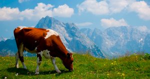 Чем кормить корову - особенности питания по сезонам