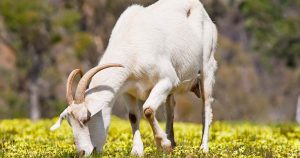 Чем кормить козу - правила рациона