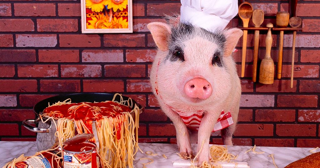 рацион кормления свиней таблица в домашних условиях | Дзен