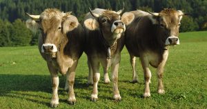 Парез у коров - причины, лечение и профилактика болезни