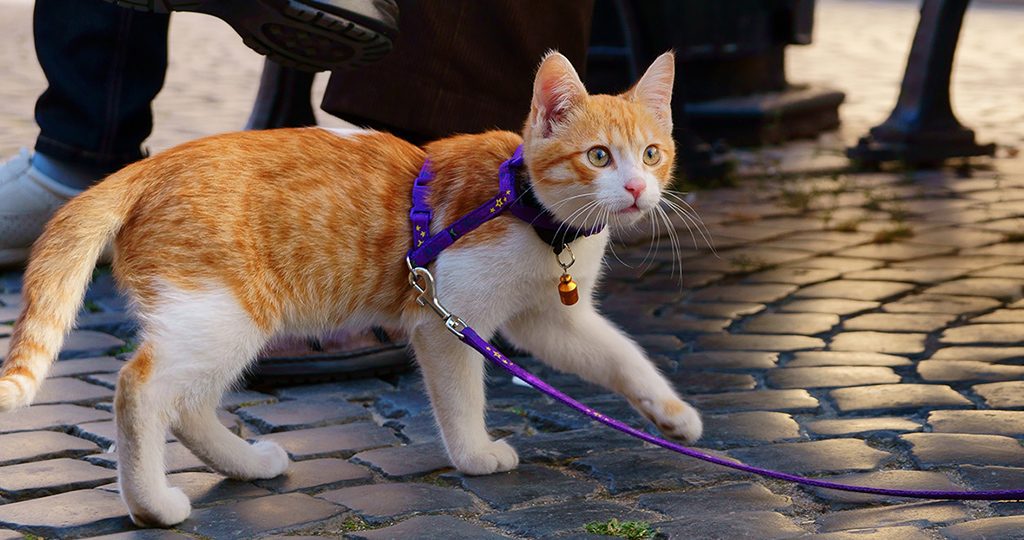 Кошка на поводке: как приучить животное в игровой форме