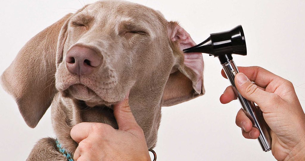 Почему собака чешет уши: причины и лечение 