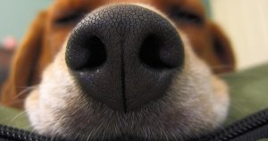 Сухой нос у собаки - причины и лечение патологии