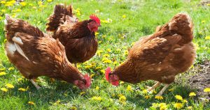 Чем кормить кур - рацион домашних куриц