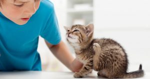 Чесотка у кошек: причины, симптомы и лечение