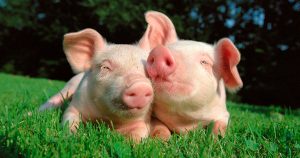 Чесотка у свиней: симптомы, признаки и лечение поросят