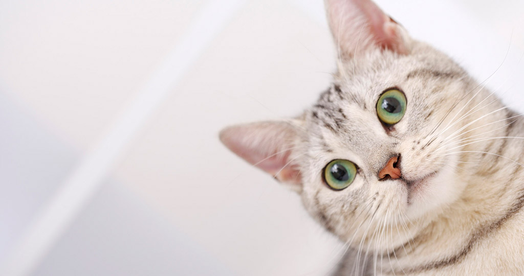 Какие противозачаточные для кошек существуют?