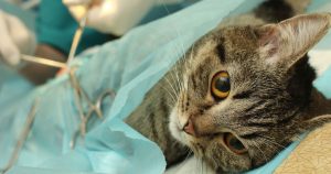 Кошка после стерилизации: уход, питание и обработка шва