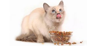 Сухой корм для кошек: польза, вред и состав правильного корма