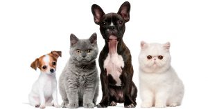 Способы фиксации кошек и собак для уколов и таблеток