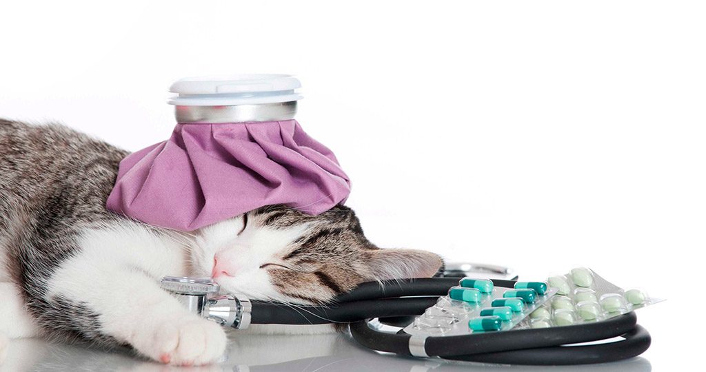 Кальцивироз у кошек – симптомы, лечение и советы владельцам