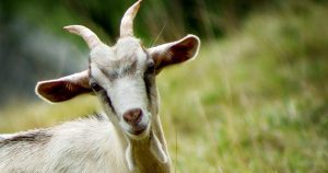 Мастит у коз - виды, признаки и лечение болезни