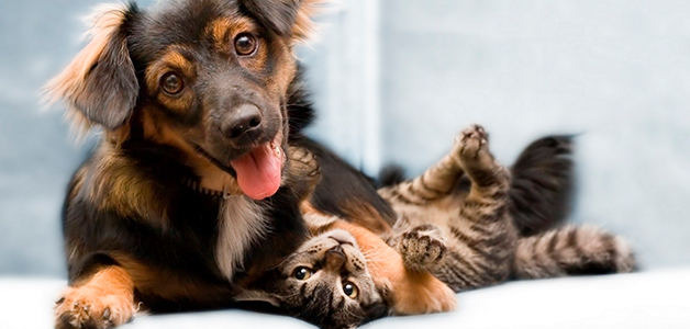 Как подружить кошку и щенка