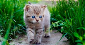 Понос у котенка в 4 месяца – причины и лечение