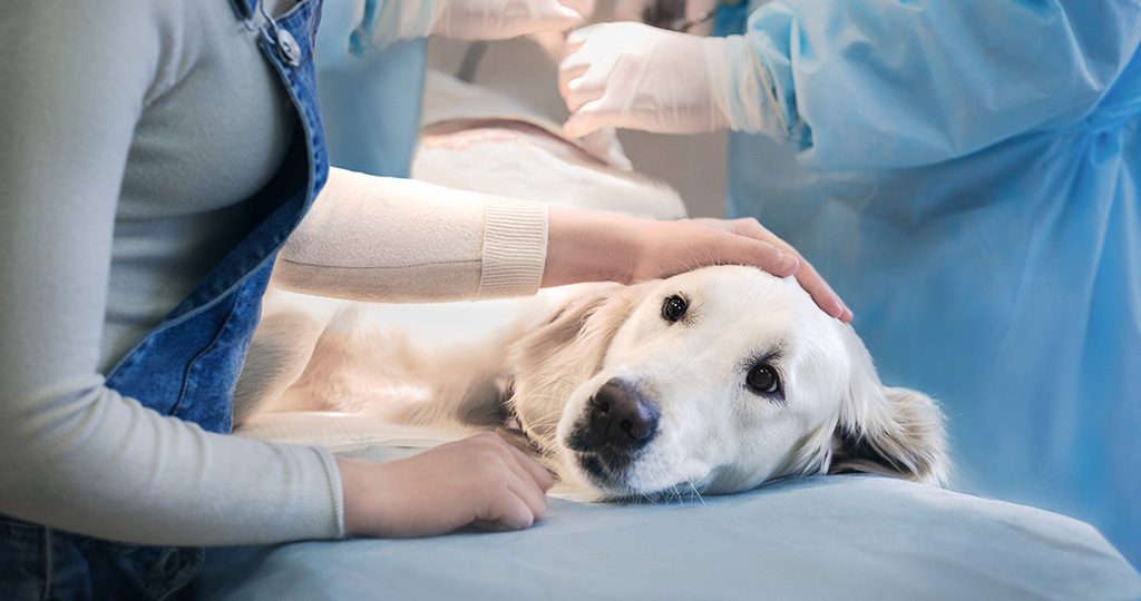 Острое расширение желудка у собак – признаки и лечение