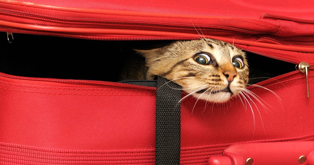 Как путешествовать с кошкой – подготовка и список вещей