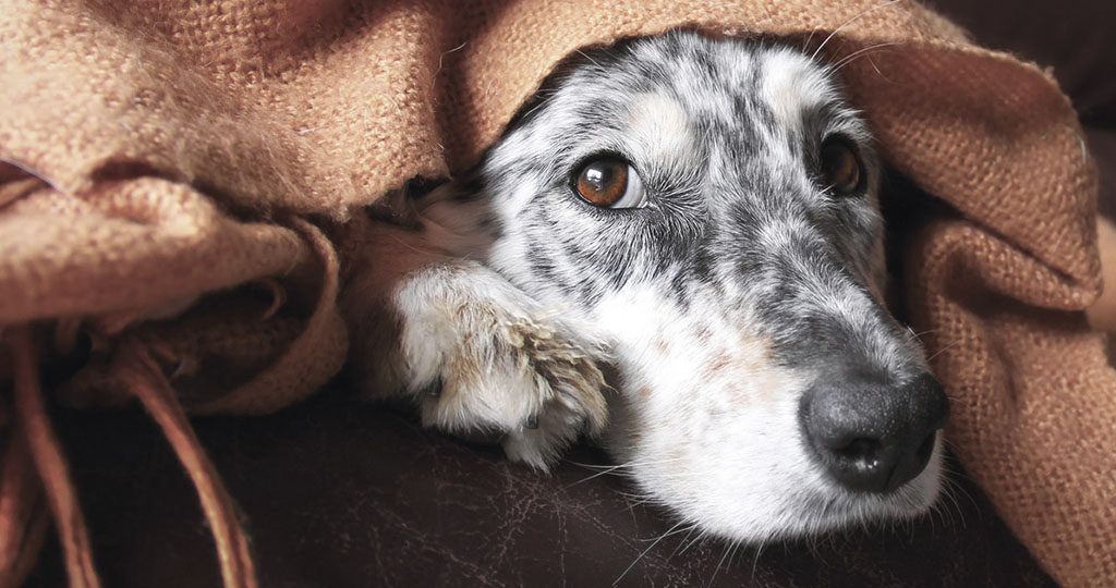 Лептоспироз у собак – причины, симптомы и лечение