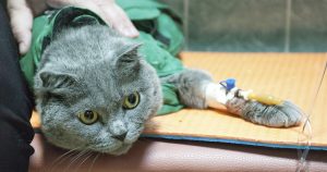 Панлейкопения у кошек – симптомы, лечение и профилактика