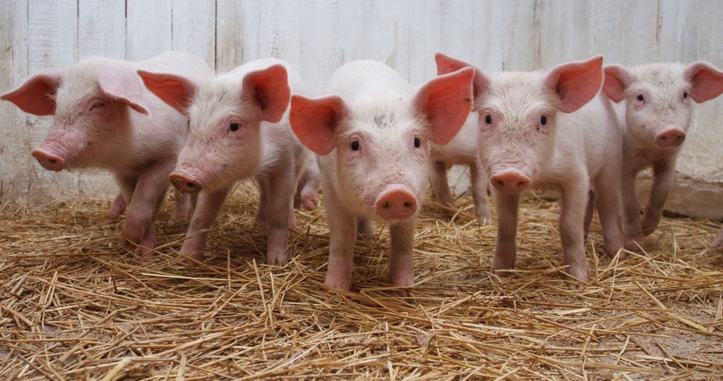 Болезнь Ауески у свиней – признаки, лечение и вакцинация