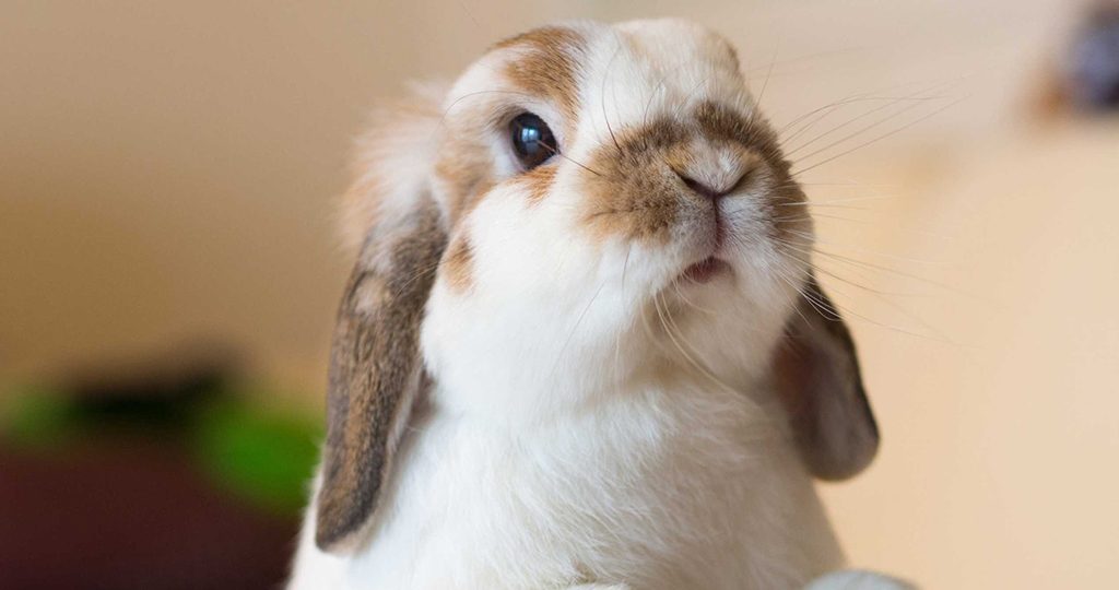 Эймериоз у кроликов – признаки, лечение и профилактика