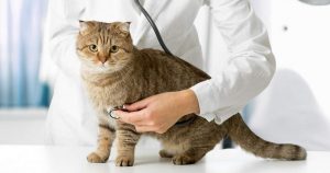 Иммунодефицит у кошек – симптомы и лечение