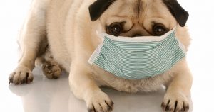 Трахеобронхит у собак – причины и лечение
