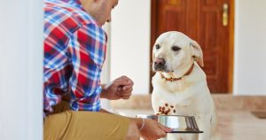 Рвота у собак – причины и лечение