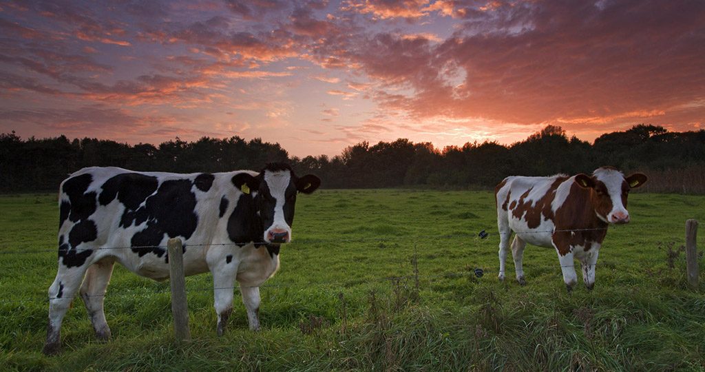 Вши у коров – признаки и лечение