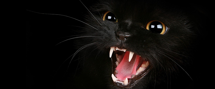 Чем вызвана агрессия кошки?