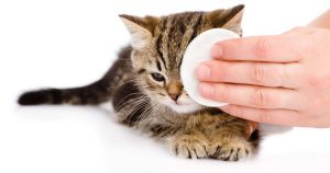 9 средств, которые помогут промыть глаза котенку