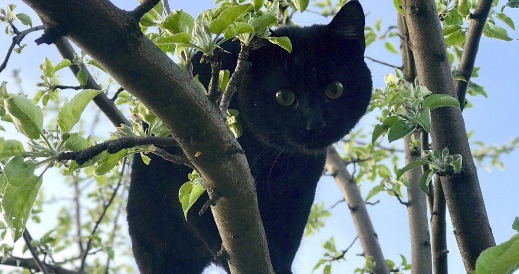 Черный кот в доме – народные поверья