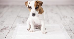 Как приучить щенка к пеленке – крупные и мелкие породы