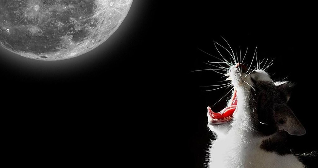 Кот орет по ночам – почему и что делать