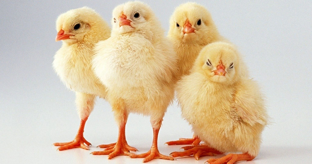 Почему курица ест перья и что с этим делать?
