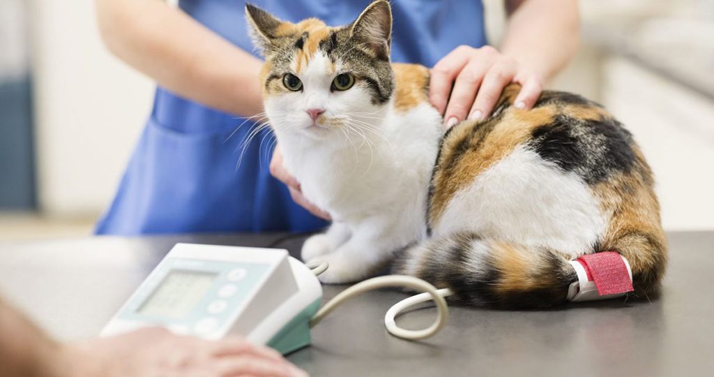 Вирусный перитонит у кошек – причины, симптомы и лечение