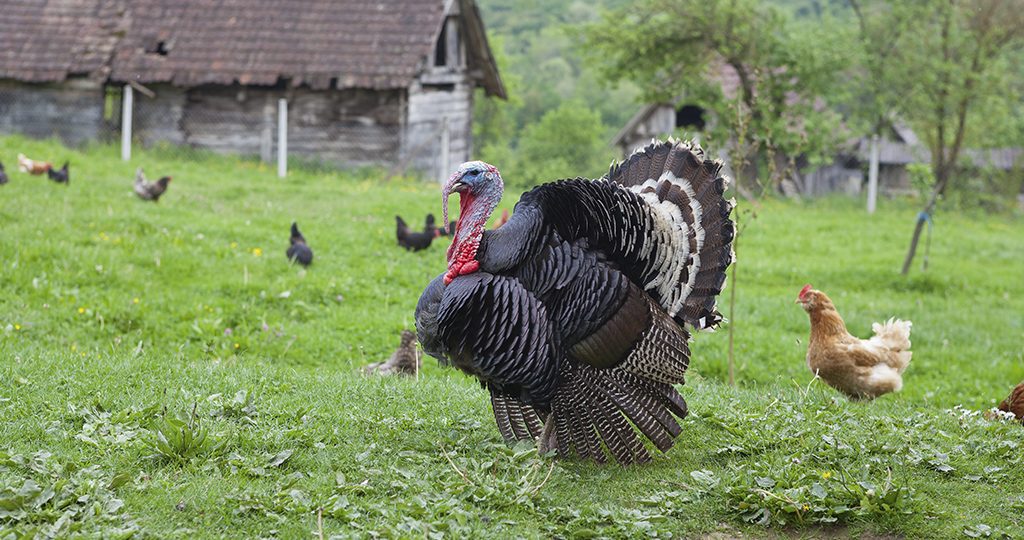 Выращивание индюков – породы, затраты и плюсы бизнеса