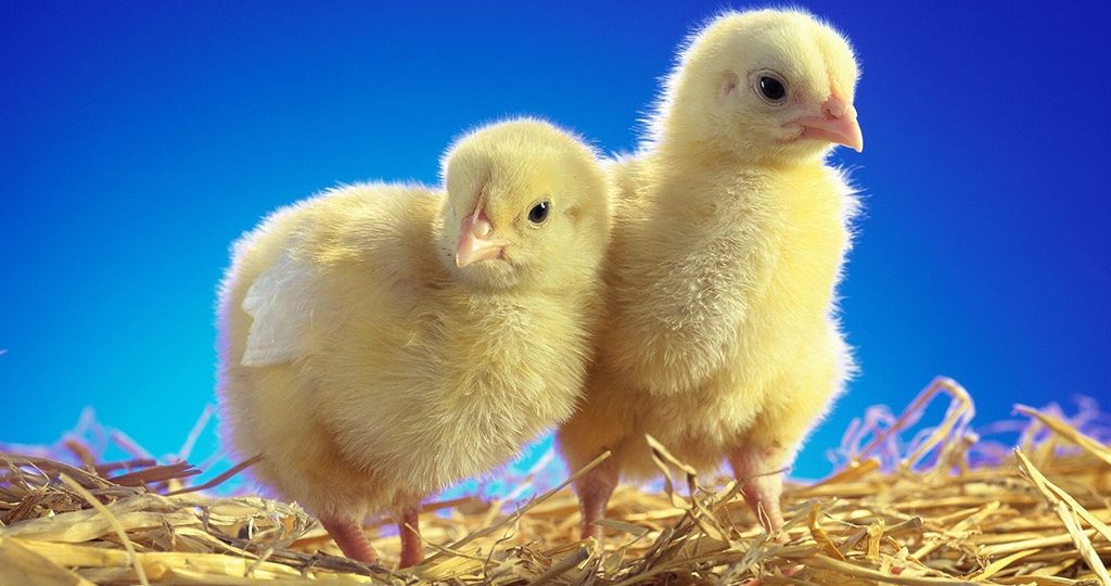 Чем кормить цыплят-бройлеров – рацион по неделям