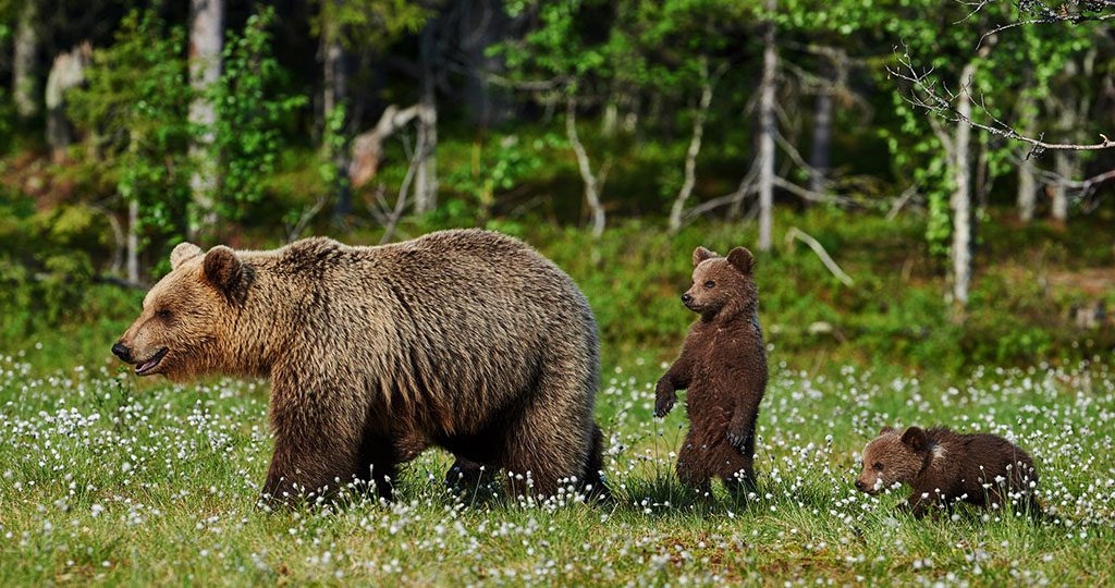 Что делать, если встретил в лесу медведя