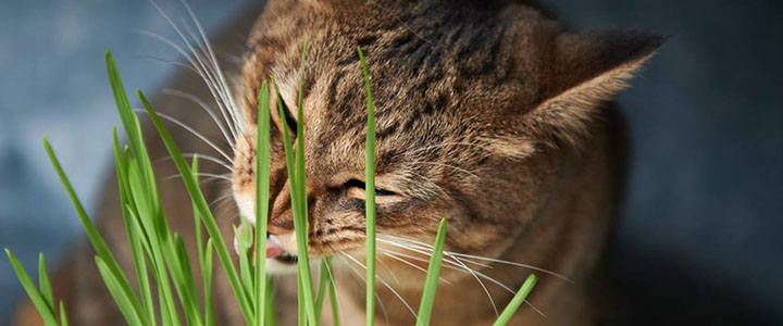 Кот ест траву на улице 